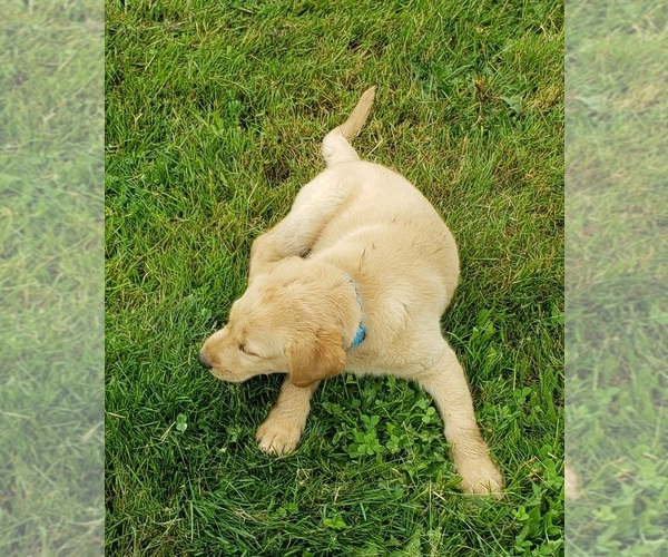 Medium Photo #17 Labrador Retriever Puppy For Sale in OLYMPIA, WA, USA