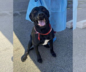 Labrador Retriever-Unknown Mix Dogs for adoption in San Diego, CA, USA