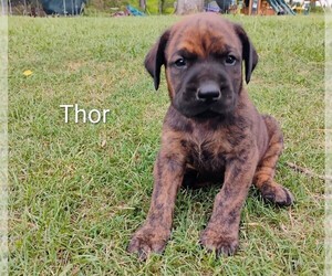 Doberman Pinscher-Mastiff Mix Puppy for sale in BRANTLEY, AL, USA