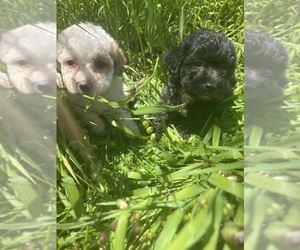 Maltipoo Dog for Adoption in VENETA, Oregon USA