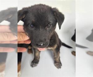 Holland Shepherd-Unknown Mix Dogs for adoption in Houston, TX, USA