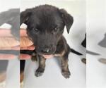 A663717 - Male Holland Shepherd-Unknown Mix Dog for Adoption - Small photo
