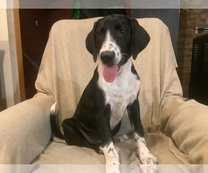 Border Collie-Redbone Coonhound Mix Puppy for sale in HILLSBORO, WI, USA
