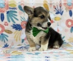 Small #1 Pembroke Welsh Corgi