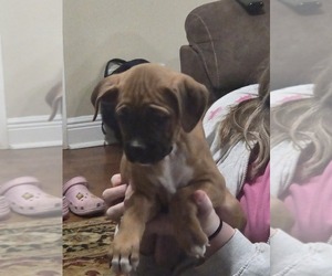 Boxer Puppy for Sale in COXS CREEK, Kentucky USA