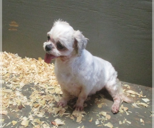 Medium Photo #7 Shih Tzu Puppy For Sale in CARROLLTON, GA, USA