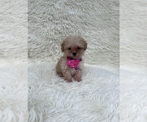 Poodle (Toy) Puppy for sale in JEFFERSONVILLE, IN, USA