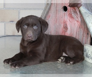 Labrador Retriever Puppy for sale in FREDERICKSBURG, OH, USA