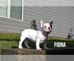 Puppy Fiona French Bulldog