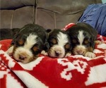 Small #11 Bernese Mountain Dog