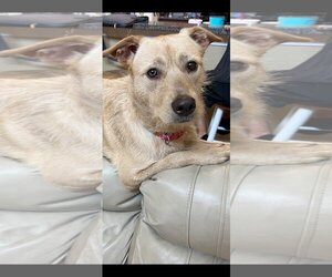 Chow Chow-Labrador Retriever Mix Dogs for adoption in Spring, TX, USA