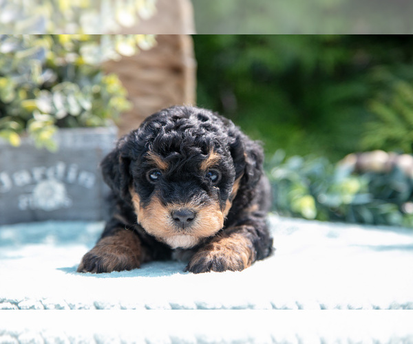 Medium Photo #1 Miniature Bernedoodle Puppy For Sale in BREMEN, IN, USA