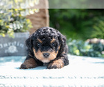 Puppy Kip Miniature Bernedoodle