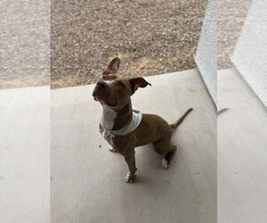 - Mix Dogs for adoption in Chandler, AZ, USA