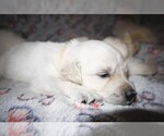 Small #1 English Cream Golden Retriever