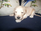 Small Photo #1 Goldendoodle Puppy For Sale in OLIVER SPRINGS, TN, USA