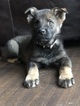 Small Photo #11 German Shepherd Dog Puppy For Sale in BIRMINGHAM, PA, USA