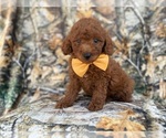 Small Photo #8 Goldendoodle (Miniature) Puppy For Sale in LAKELAND, FL, USA