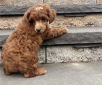 Small Photo #4 Poodle (Miniature) Puppy For Sale in CANOGA, NY, USA