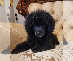 Poodle (Toy) Puppy for sale in WINSTON SALEM, NC, USA