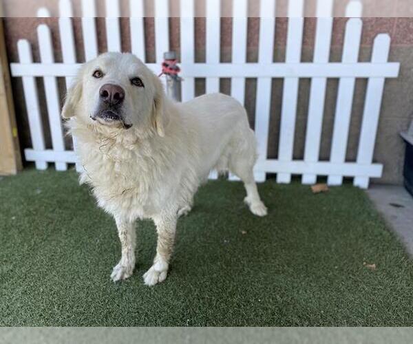 Medium Photo #1 Great Pyrenees-Unknown Mix Puppy For Sale in Modesto, CA, USA