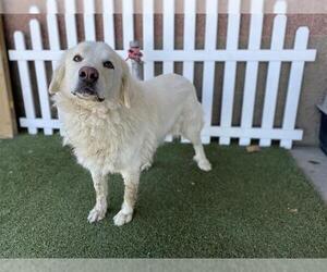 Great Pyrenees-Unknown Mix Dogs for adoption in Modesto, CA, USA
