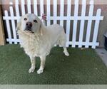 Small Great Pyrenees Mix