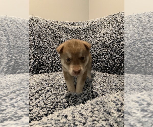 Medium Photo #1 Siberian Husky Puppy For Sale in SUGAR HILL, GA, USA