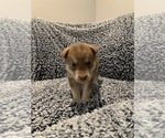 Small Photo #1 Siberian Husky Puppy For Sale in SUGAR HILL, GA, USA