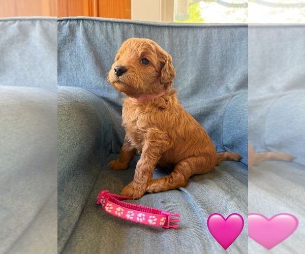 Medium Photo #5 Goldendoodle (Miniature) Puppy For Sale in NEWPORT, MN, USA