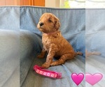 Small #4 Goldendoodle (Miniature)