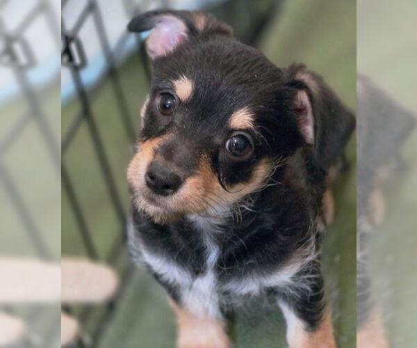 Medium Photo #3 Chiweenie Puppy For Sale in Chino Hills, CA, USA