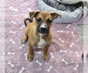 Boxer-Unknown Mix Dogs for adoption in Williamsburg, NM, USA