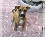 Small Boxer Mix