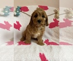 Small Photo #24 Cavapoo Puppy For Sale in SYLMAR, CA, USA
