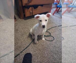 Labrador Retriever Dogs for adoption in Conroe, TX, USA