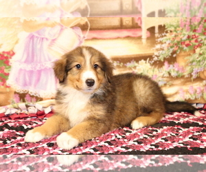 Bernese Mountain Dog-Collie Mix Puppy for sale in SHILOH, OH, USA