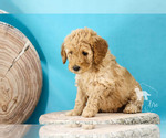 Small Photo #1 Goldendoodle Puppy For Sale in CARLOCK, IL, USA