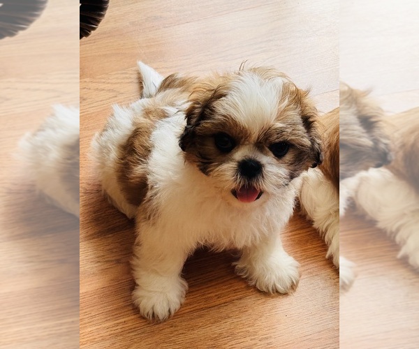 Medium Photo #5 Shih Tzu Puppy For Sale in ORLANDO, FL, USA
