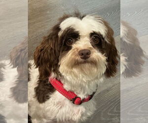 Havanese Dogs for adoption in Fort Wayne, IN, USA