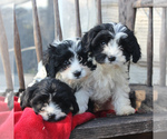 Small Photo #4 Cavapoo Puppy For Sale in GORDONVILLE, PA, USA