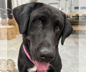 Labrador Retriever-Unknown Mix Dogs for adoption in Fargo, ND, USA