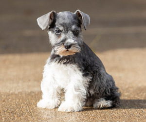 Schnauzer (Miniature) Puppy for Sale in CAMPBELL HILL, Illinois USA