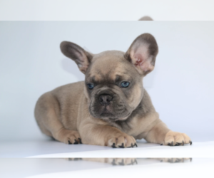 French Bulldog Puppy for sale in LINCOLN, RI, USA