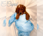 Puppy Cupid Poodle (Standard)