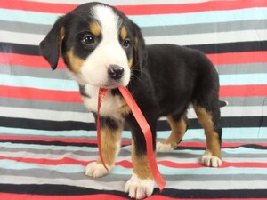 Greater Swiss Mountain Dog Puppy for sale in RIVERSIDE, IA, USA