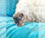Small #1 English Bulldog