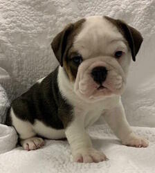 English Bulldog Puppy for sale in CHARLESTON, SC, USA