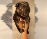 Small #2 German Shepherd Dog