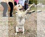 Small #10 Labrador Retriever